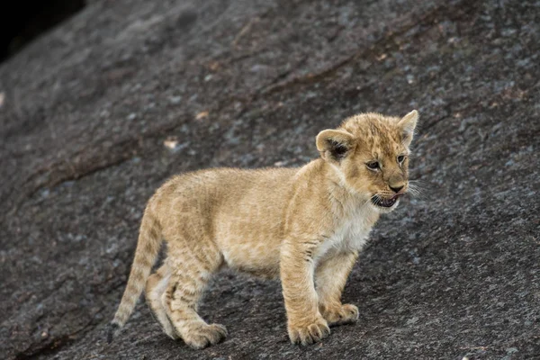 Cucciolo di leone africano — Foto Stock