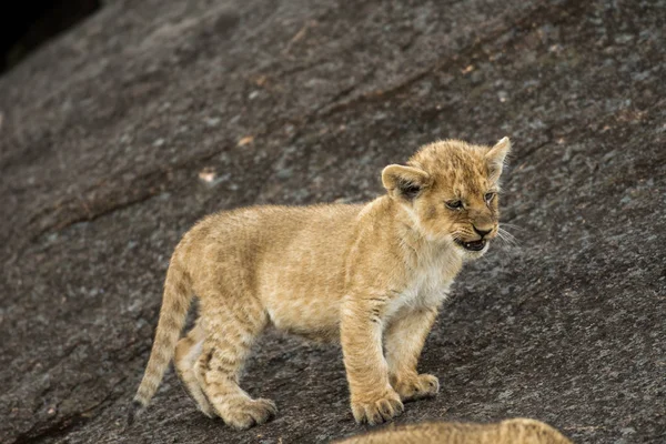 Cucciolo di leone africano — Foto Stock