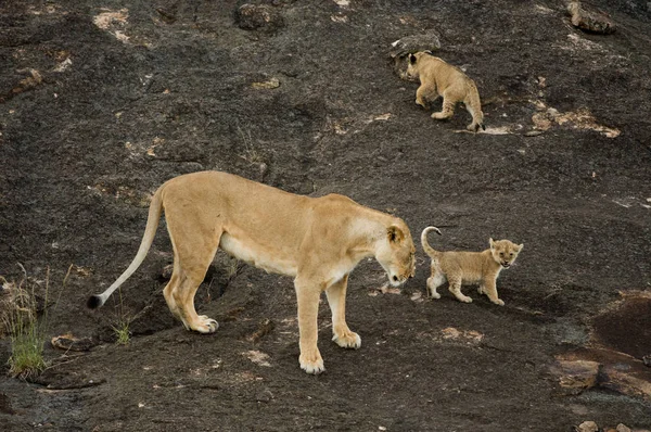 马赛马拉的母狮和幼崽 — 图库照片