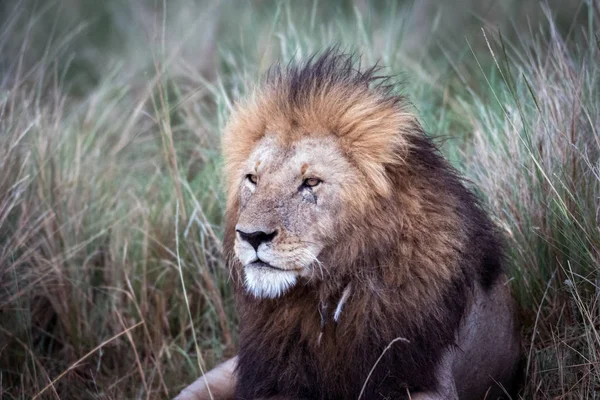 Leão africano macho — Fotografia de Stock