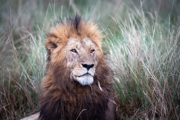 Muž africký Lev — Stock fotografie
