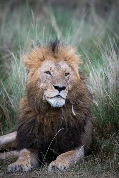 Mannelijke Afrikaanse leeuw — Stockfoto