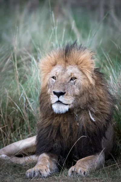 Leão africano macho — Fotografia de Stock