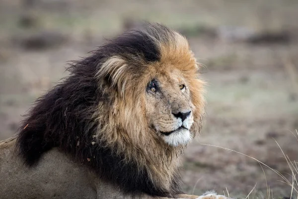 Afrikanischer Löwe — Stockfoto