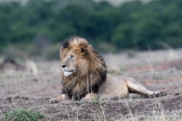 Leão africano macho — Fotografia de Stock