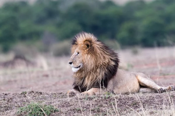 Mannelijke Afrikaanse leeuw — Stockfoto