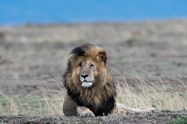 Afrikanischer Löwe — Stockfoto