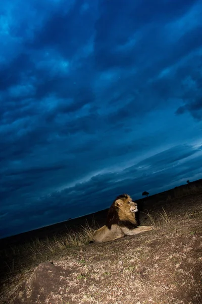Hím oroszlán Scarface Masai Mara — Stock Fotó