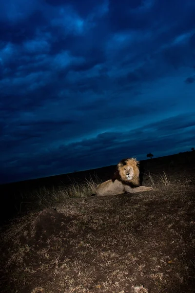 Hím oroszlán Scarface Masai Mara — Stock Fotó