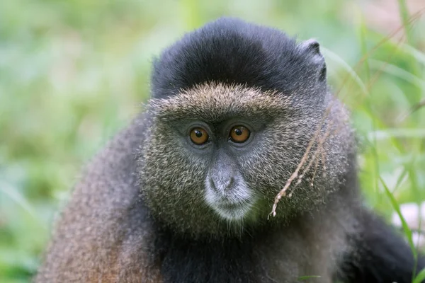 Portrait of golden monkey — Stock Photo, Image