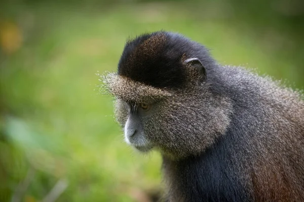 Altın maymun portresi