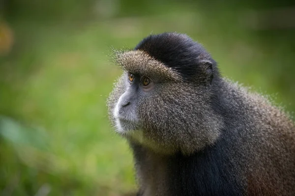 黄金の猿の肖像画 — ストック写真