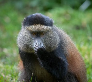 Altın maymun portresi