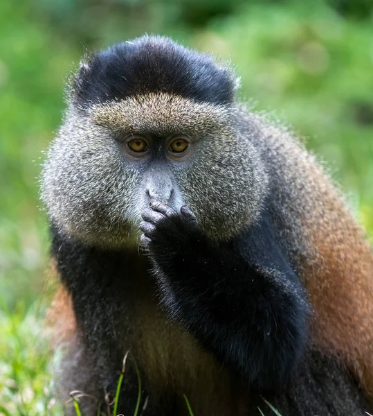 Portrait of golden monkey — Stock Photo, Image