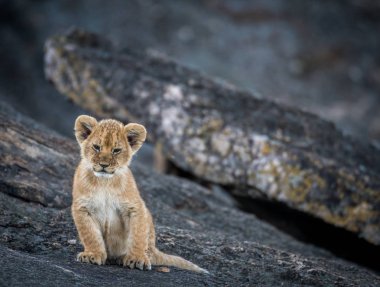 Aslan yavrusu bir kayanın üzerinde