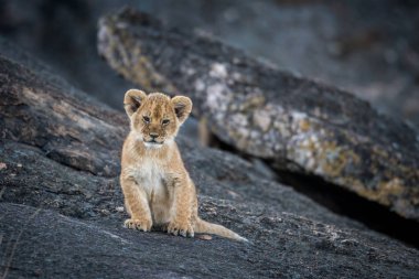 Aslan yavrusu bir kayanın üzerinde