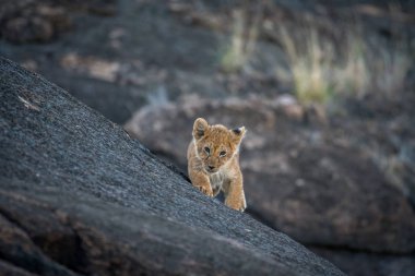 Aslan yavrusu bir kayanın üzerinde