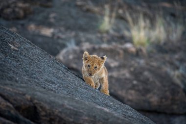 Aslan yavrusu bir kayanın üzerinde