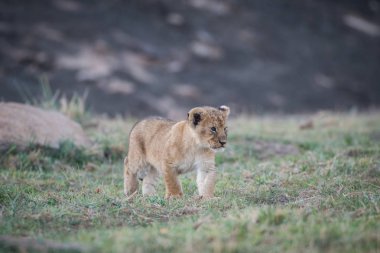 Masai Mara aslan yavrusu