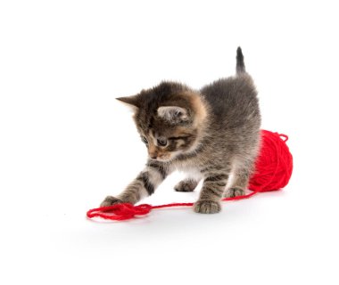 Sevimli tekir ve yumağı