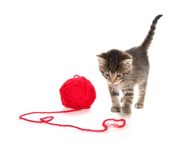 Sevimli tekir ve yumağı