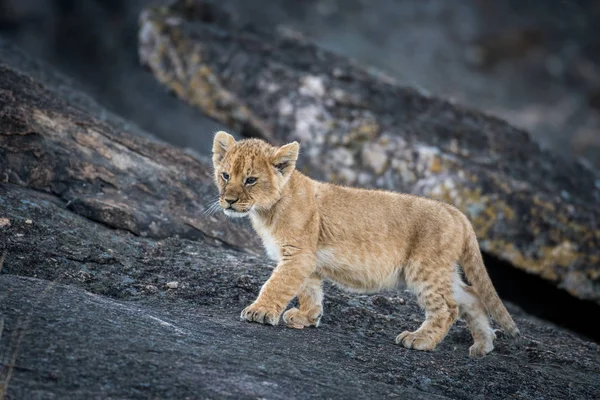 Leone cucciolo su una roccia — Foto Stock