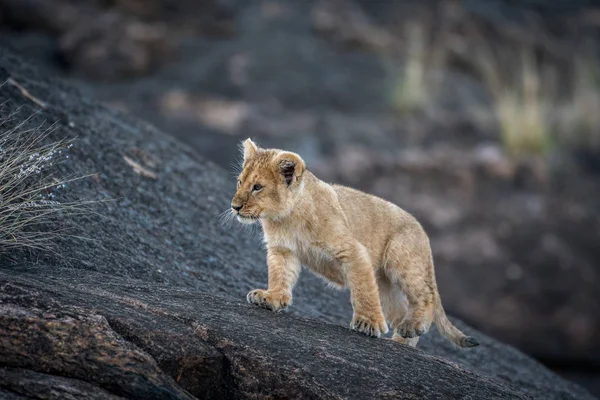 狮子幼崽在岩石 — 图库照片