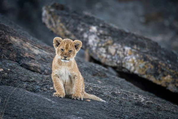 Leone cucciolo su una roccia — Foto Stock