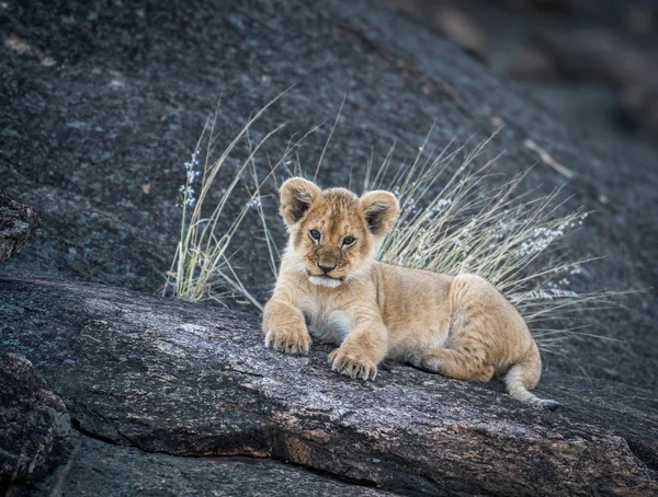 狮子幼崽在岩石 — 图库照片