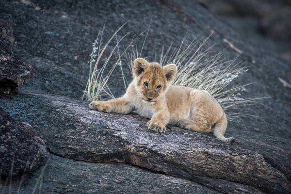 Leone cucciolo su una roccia — Foto Stock