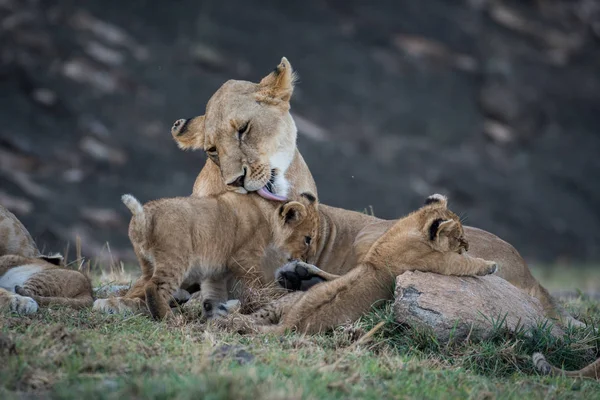 Vrouwelijke Leeuw Likken Haar Cub Masai Mara Game Reserve Kenia — Stockfoto
