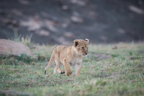 Filhote de leão em Masai Mara — Fotografia de Stock