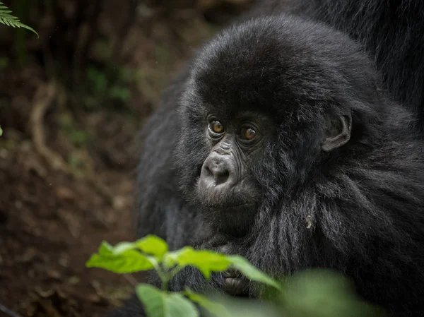 Mountain gorilla niemowlę — Zdjęcie stockowe