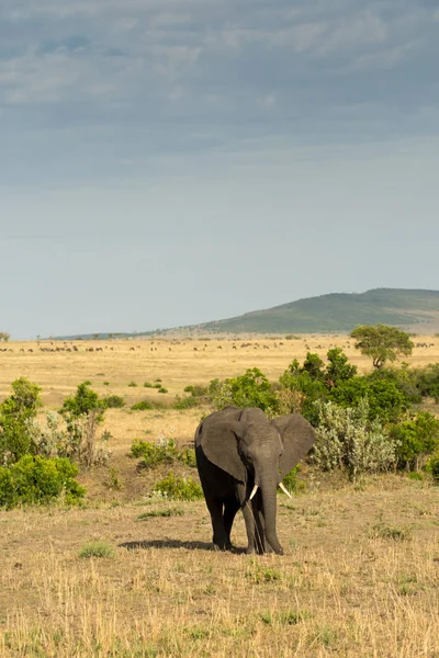 Elefán africano en Masai Mara — Foto de Stock