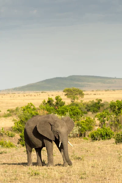 Elefán africano en Masai Mara — Foto de Stock