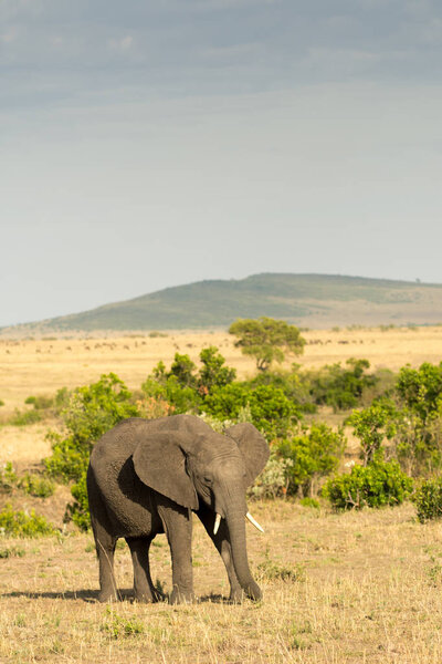 A young African elephant in Masai Mara, Kenya