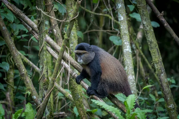 Golden monkey w Park Narodowy Wulkany — Zdjęcie stockowe