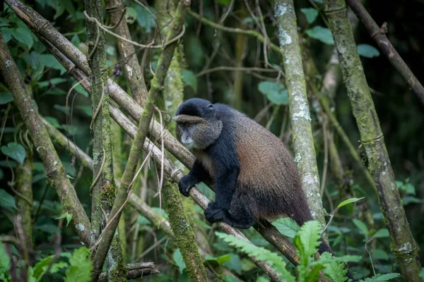 Golden monkey w Park Narodowy Wulkany — Zdjęcie stockowe