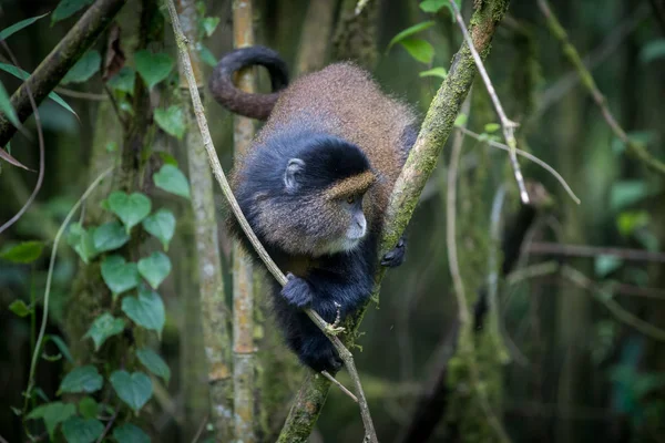 Singe doré dans le parc national des Volcans — Photo