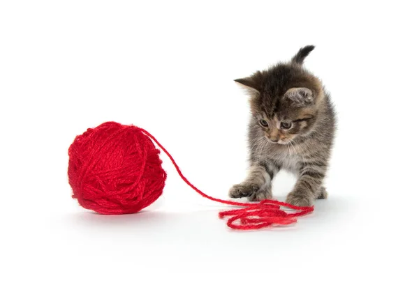 Cute tabby and ball of yarn — Stock Photo, Image