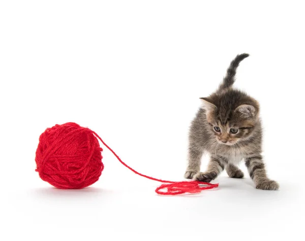 Cute tabby and ball of yarn — Stock Photo, Image