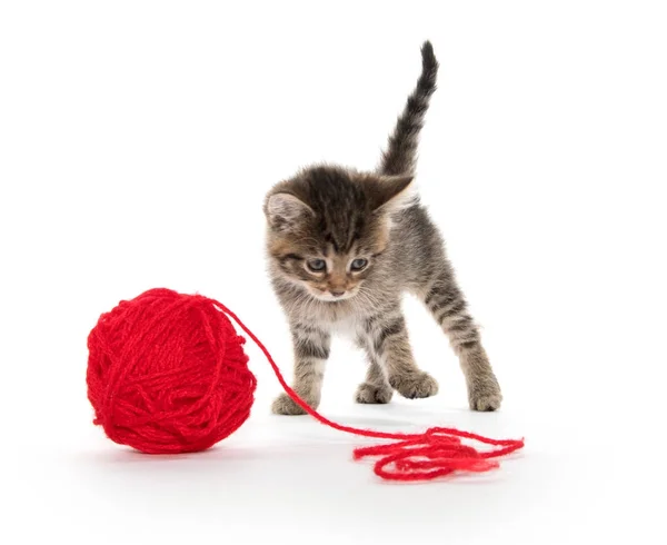 Cute tabby and ball of yarn — Stock Photo, Image