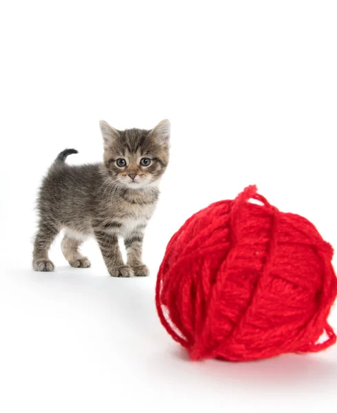 Cute tabby and ball of yarn — Stock Photo, Image