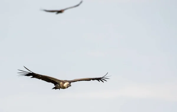 Geier auf der Flucht — Stockfoto