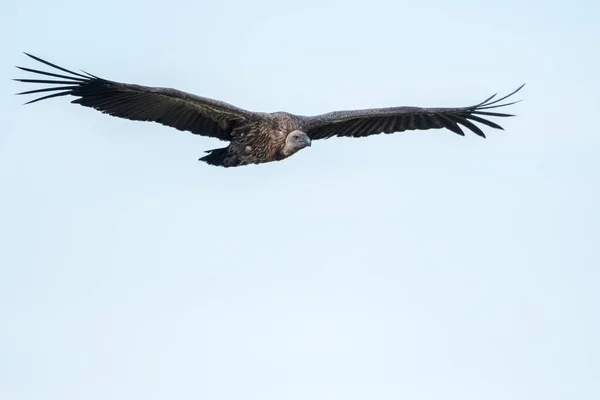 Gier tijdens de vlucht — Stockfoto