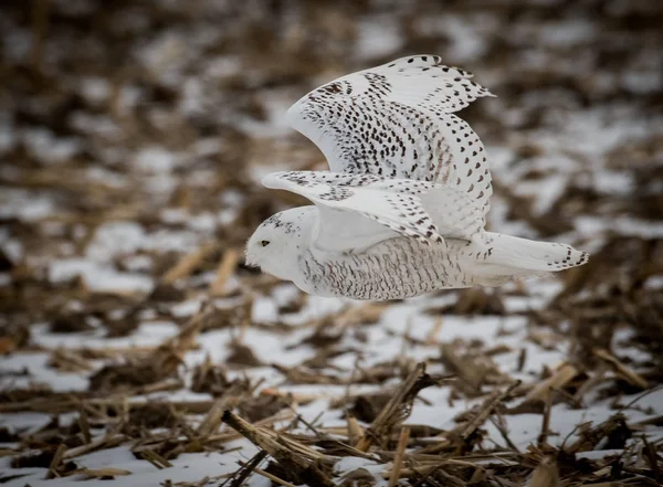 Snowy owl in flight — Stock Photo, Image