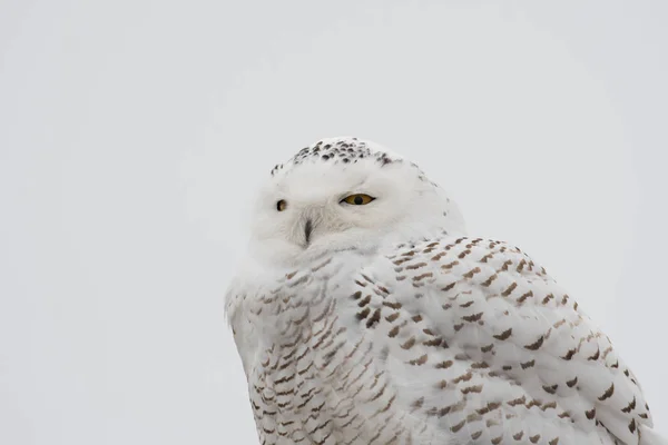 Portrait de la chouette des neiges — Photo