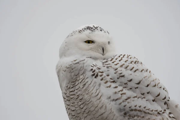 Portrett av snøugle – stockfoto