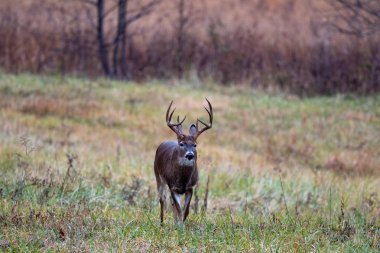 büyük whitetailed geyik buck
