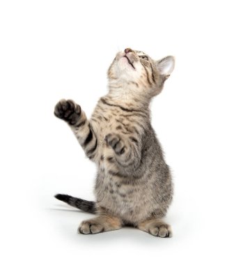 Tatlı tekir kedicik zıplıyor ve oynuyor